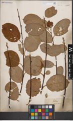 Foto von Salix caprea L.